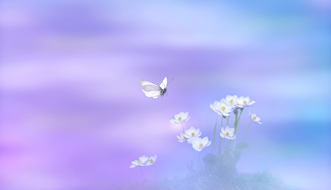 Ramo de margaritas con Mariposa blanca a punto de posarse en ellas, sobre fondo violeta difuso